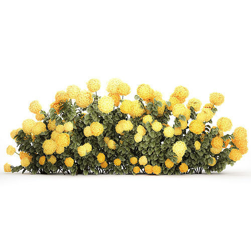 Bushes Yellow Hydrangea With Flowers For Garden 1480 3D model