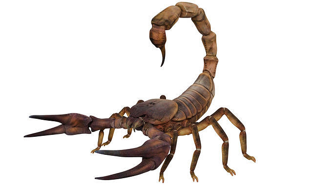 Giant Scorpion 3D model