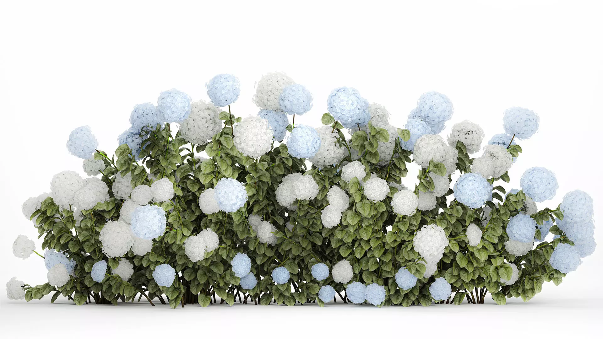 bushes white blue hydrangea with flowers garden 1481 3D model