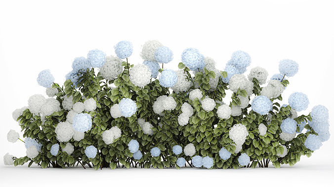 bushes white blue hydrangea with flowers garden 1481 3D model