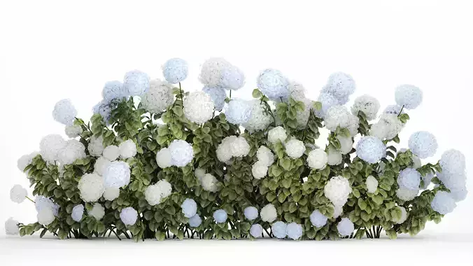 bushes white blue hydrangea with flowers garden 1481