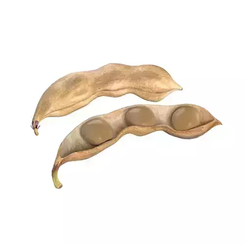 Soybean seed pod dried 