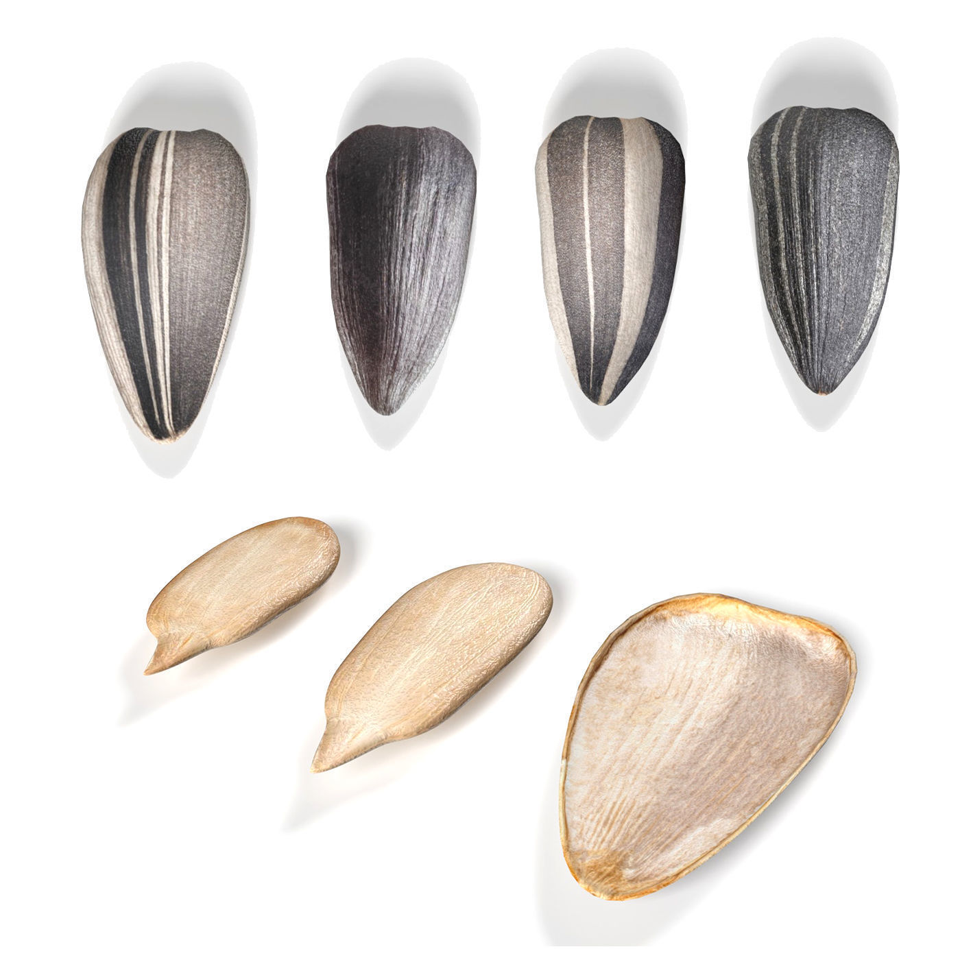 Sunflower seeds collection  Low-poly 3D model_7