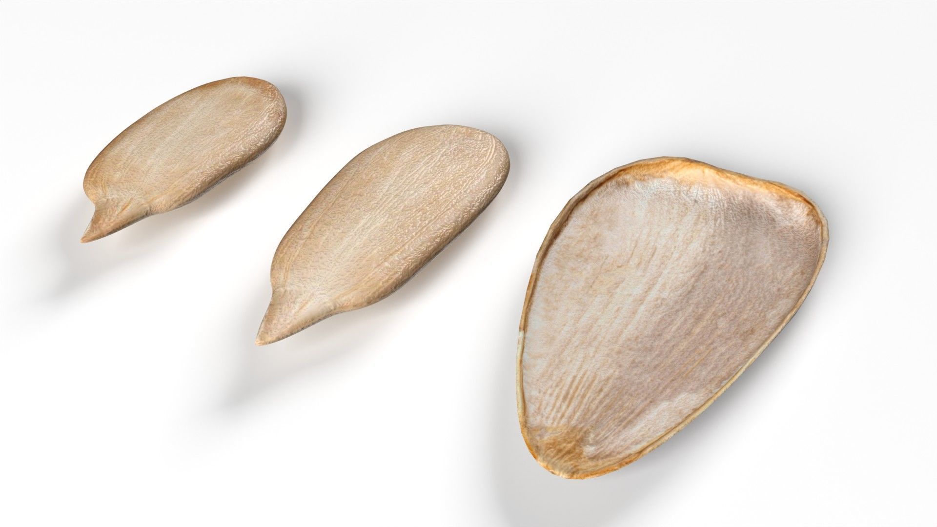 Sunflower seeds collection  Low-poly 3D model_2