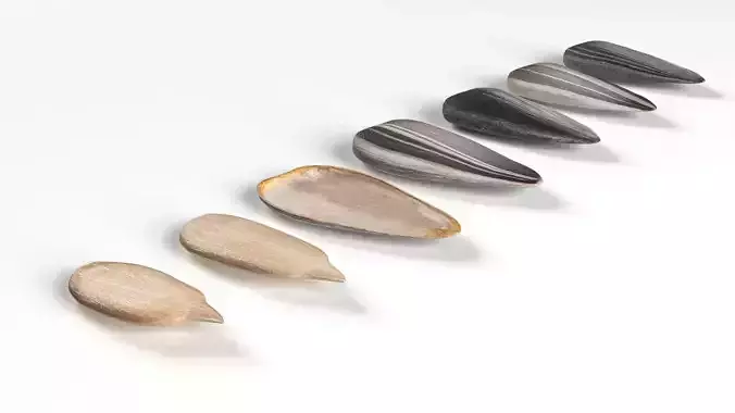 Sunflower seeds collection 