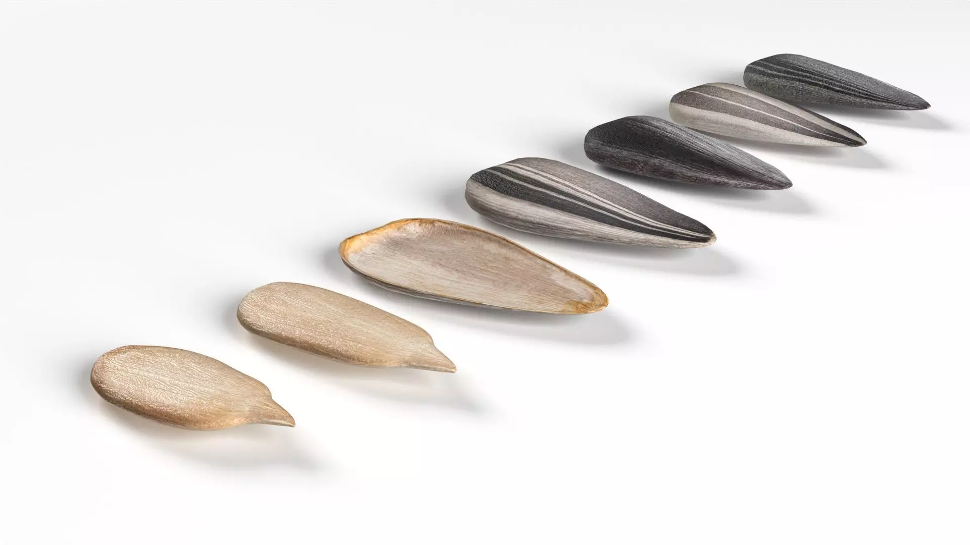 Sunflower seeds collection  Low-poly 3D model_0