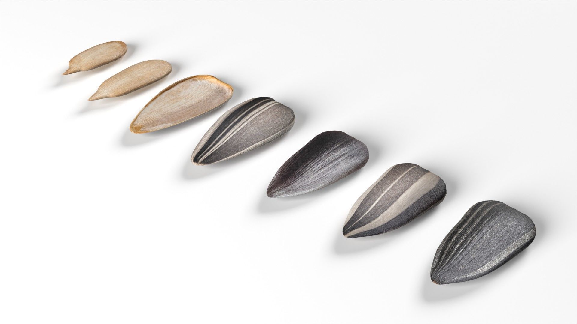 Sunflower seeds collection  Low-poly 3D model_1