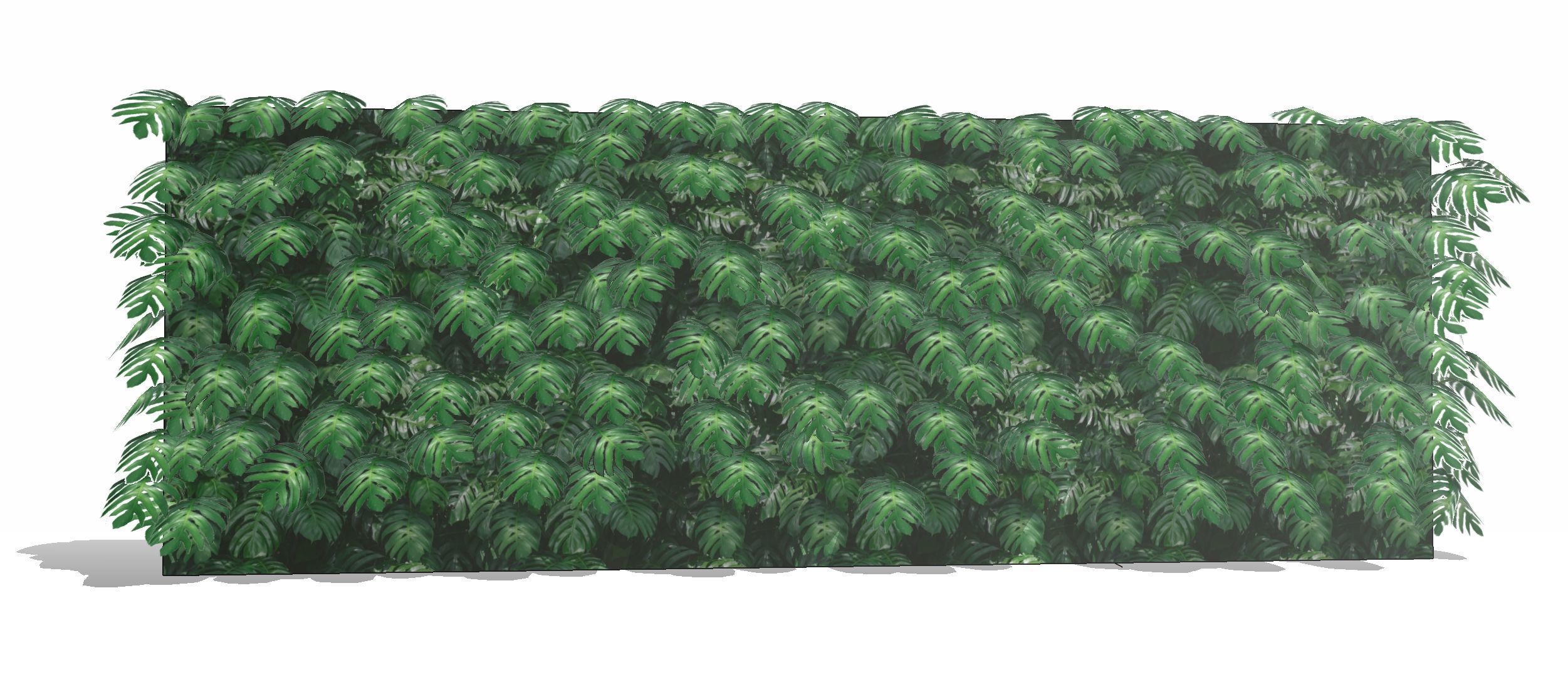 Lowpoly Epipremnum pinnatum 3d sketchup model  3D model_2