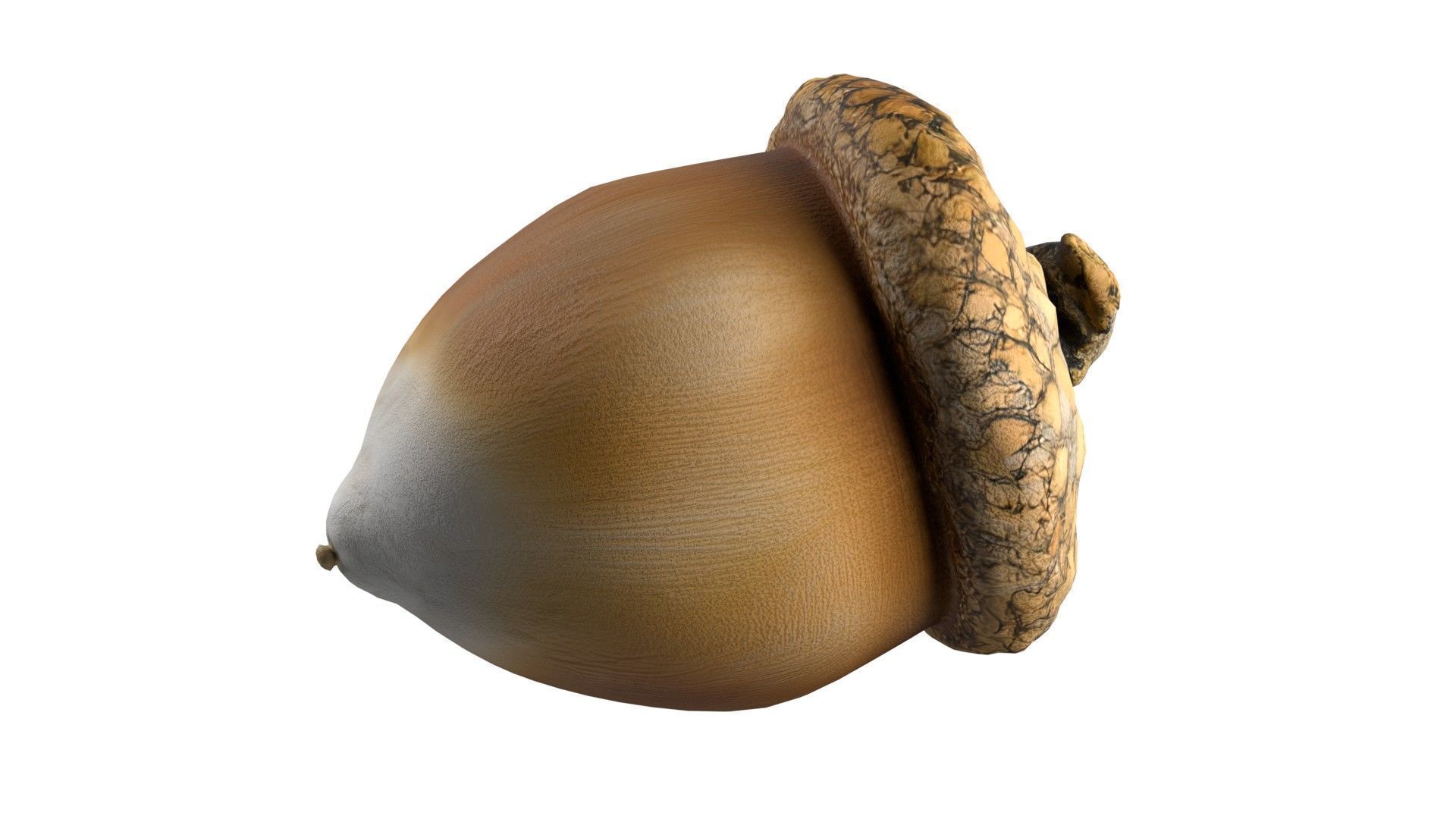 Acorn  Low-poly 3D model_6