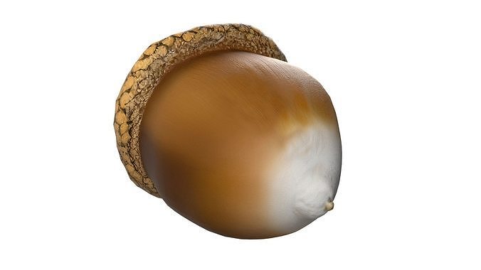 Acorn  Low-poly 3D model 6