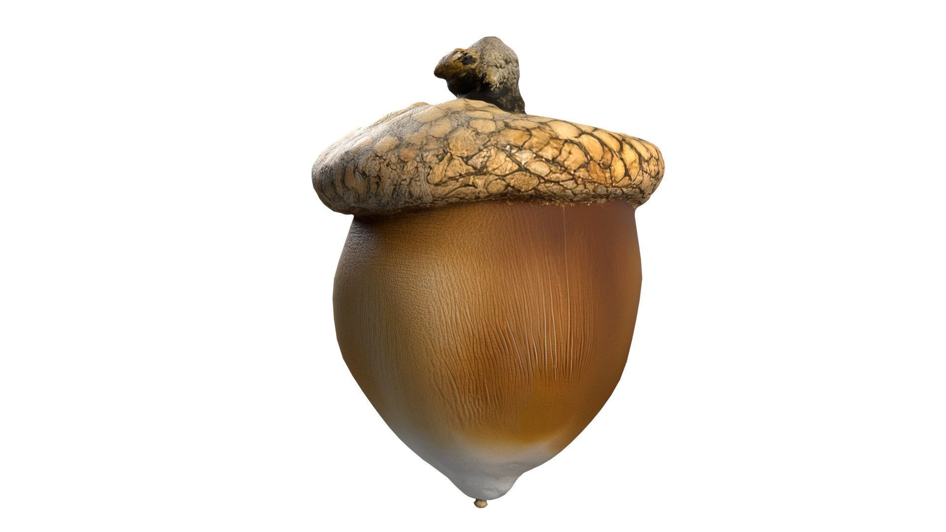 Acorn  Low-poly 3D model_3