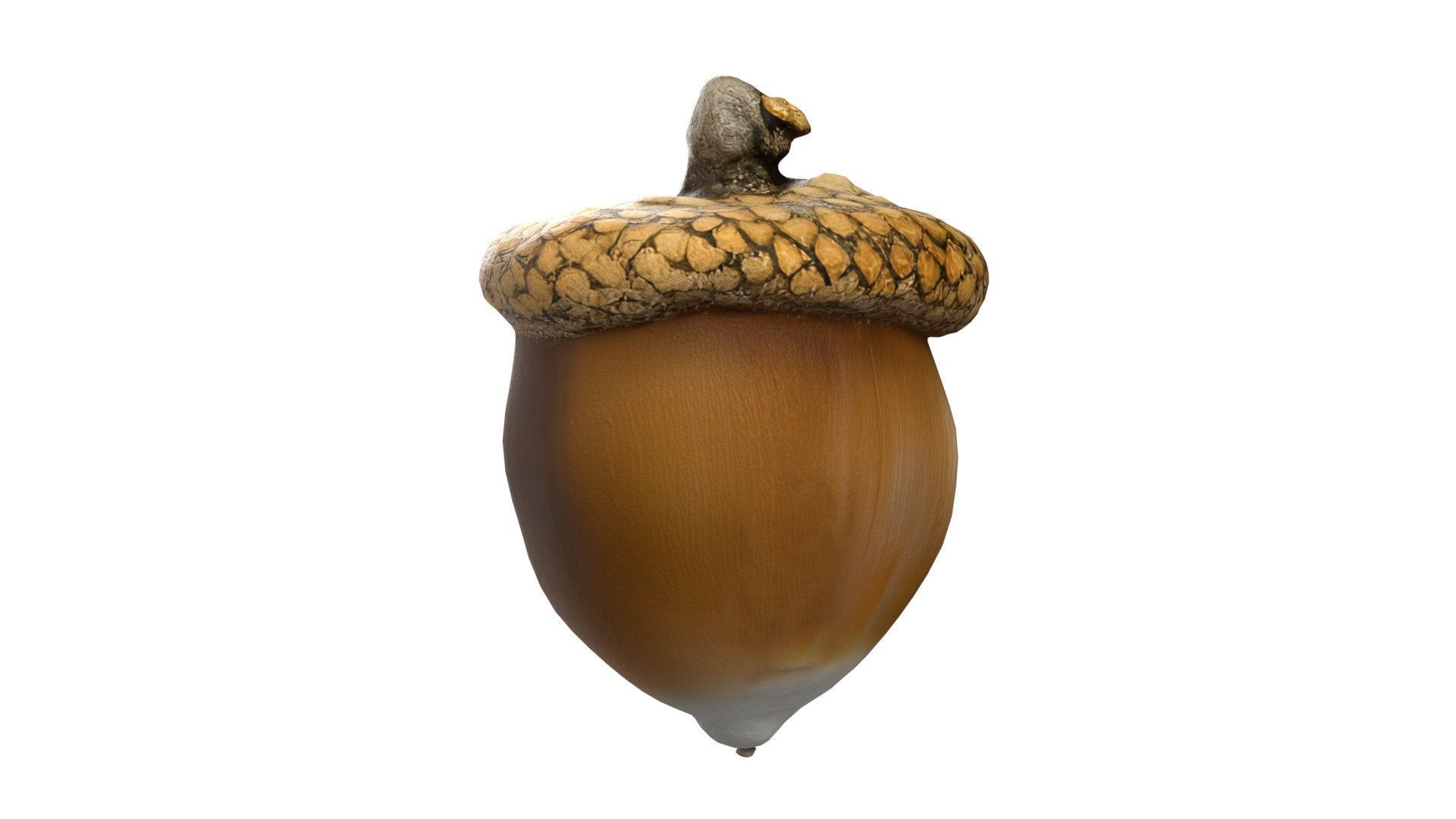 Acorn  Low-poly 3D model_1
