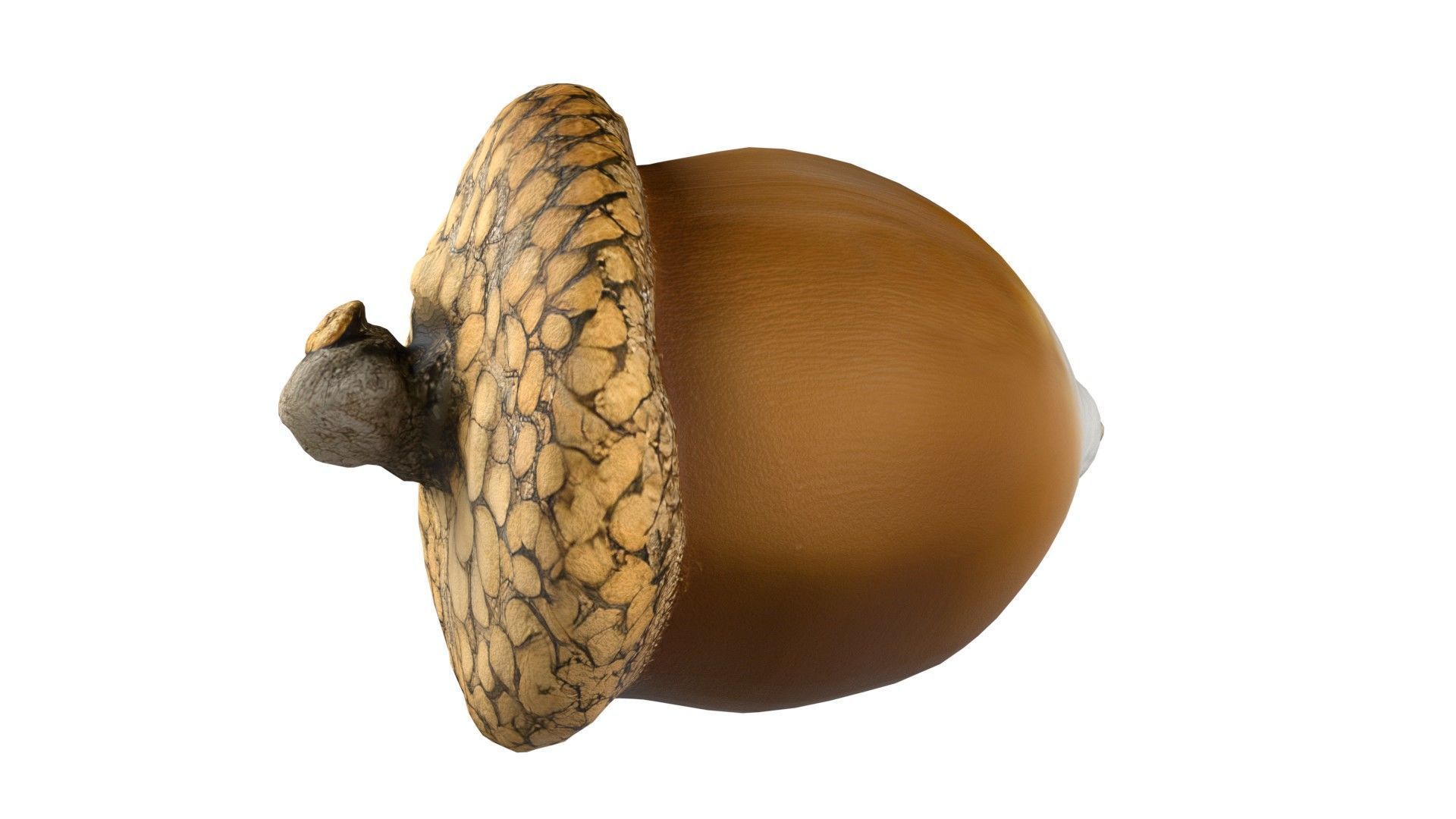 Acorn  Low-poly 3D model_4