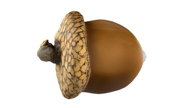 Acorn  Low-poly 3D model 5