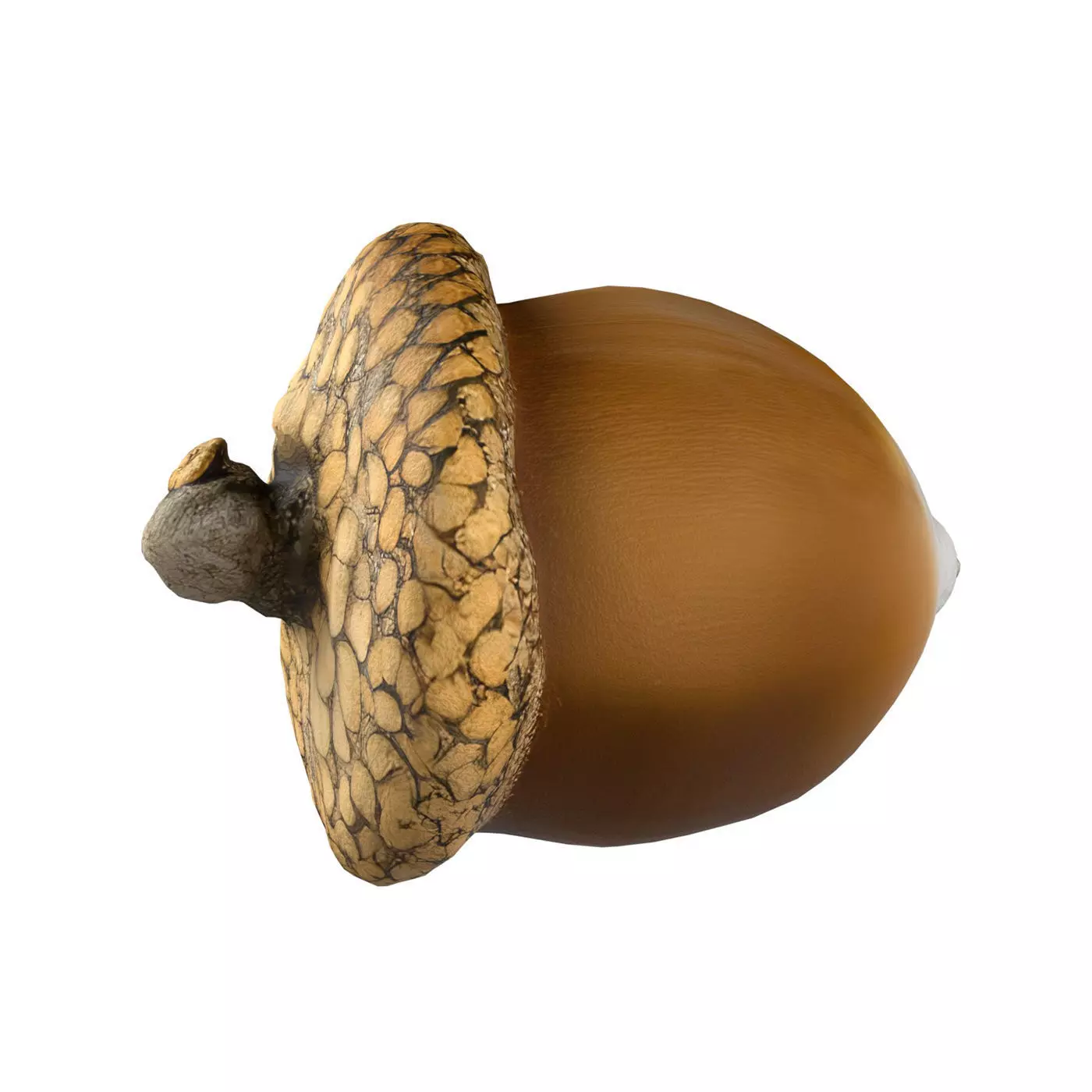 Acorn  Low-poly 3D model_0