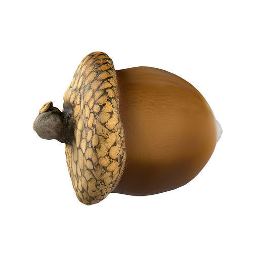 Acorn  Low-poly 3D model