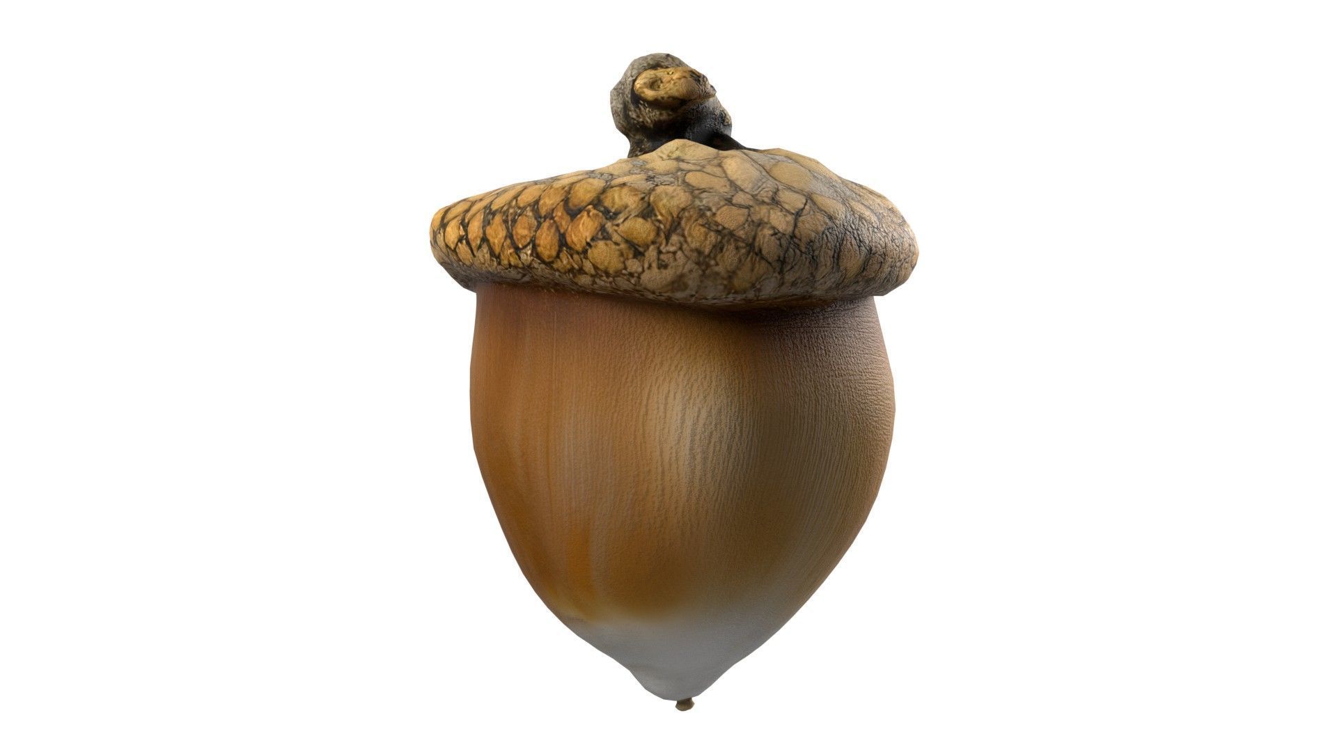 Acorn  Low-poly 3D model_2