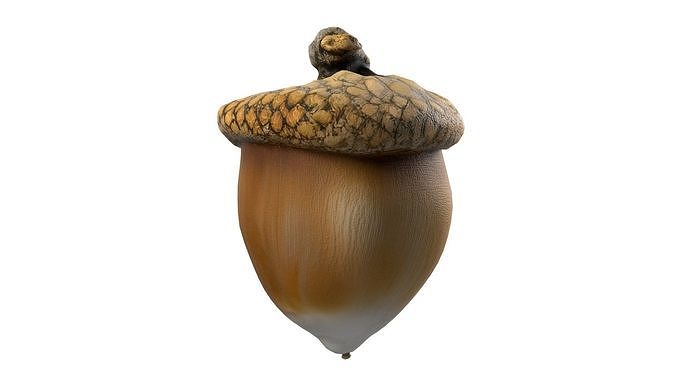 Acorn  Low-poly 3D model 3