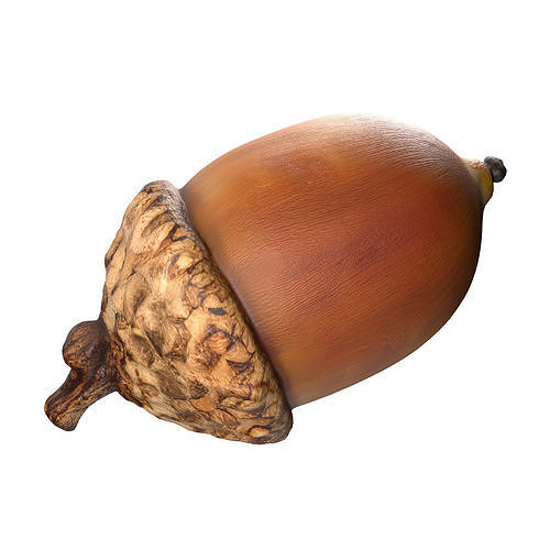 Acorn v3  Low-poly 3D model