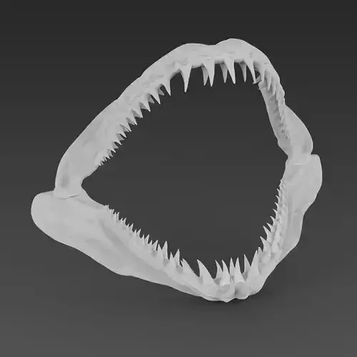Shark jaw
