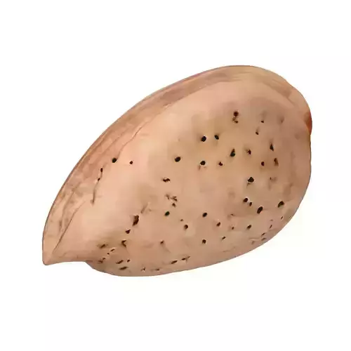 Almond shell v2  