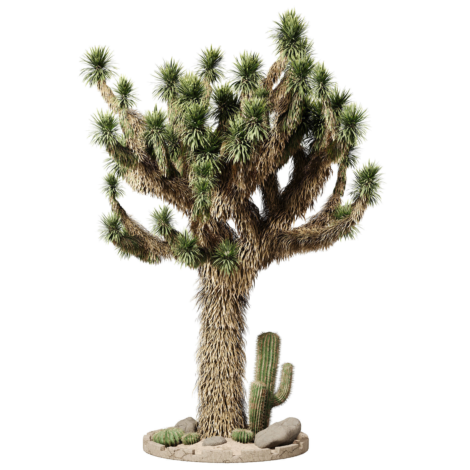 Outdoor Plants 14 - Joshua And Cactus 3D model_1