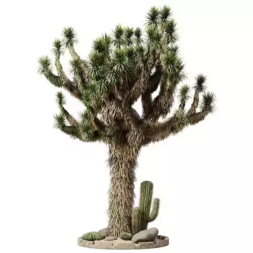 Outdoor Plants 14 - Joshua And Cactus