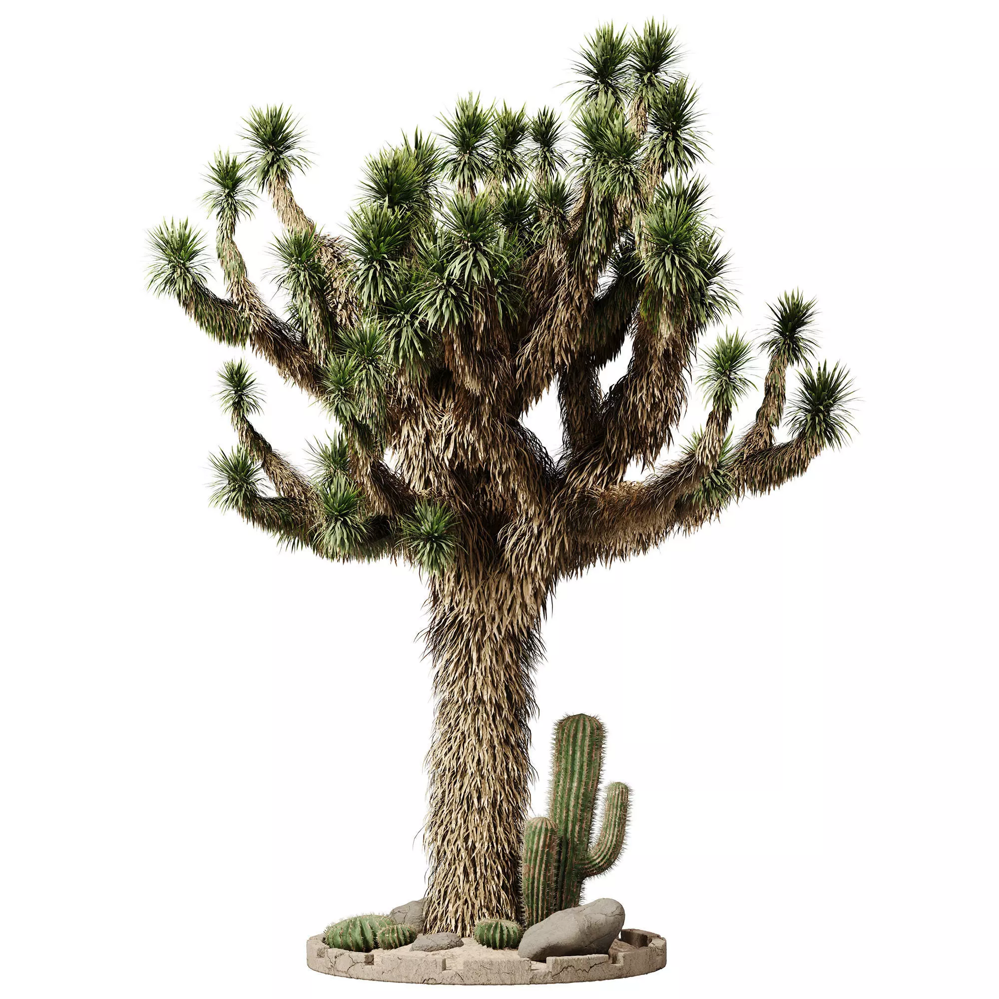 Outdoor Plants 14 - Joshua And Cactus 3D model_0