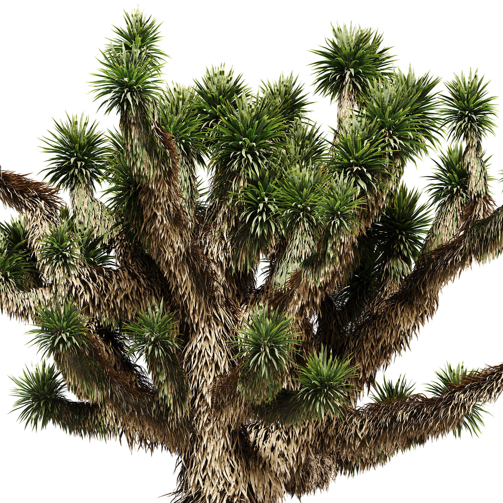 Outdoor Plants 14 - Joshua And Cactus 3D model_2