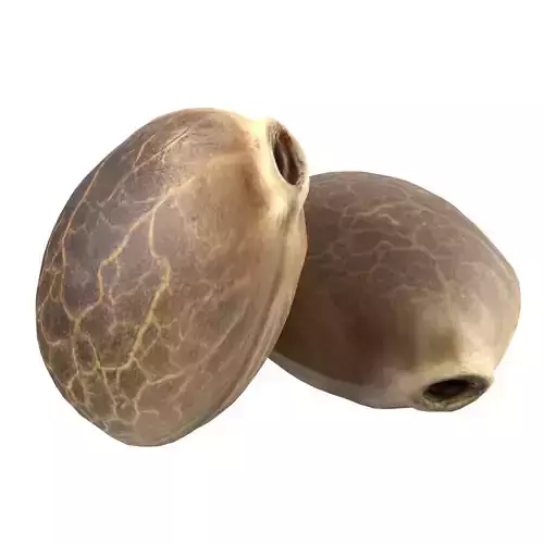 Cannabis seed  