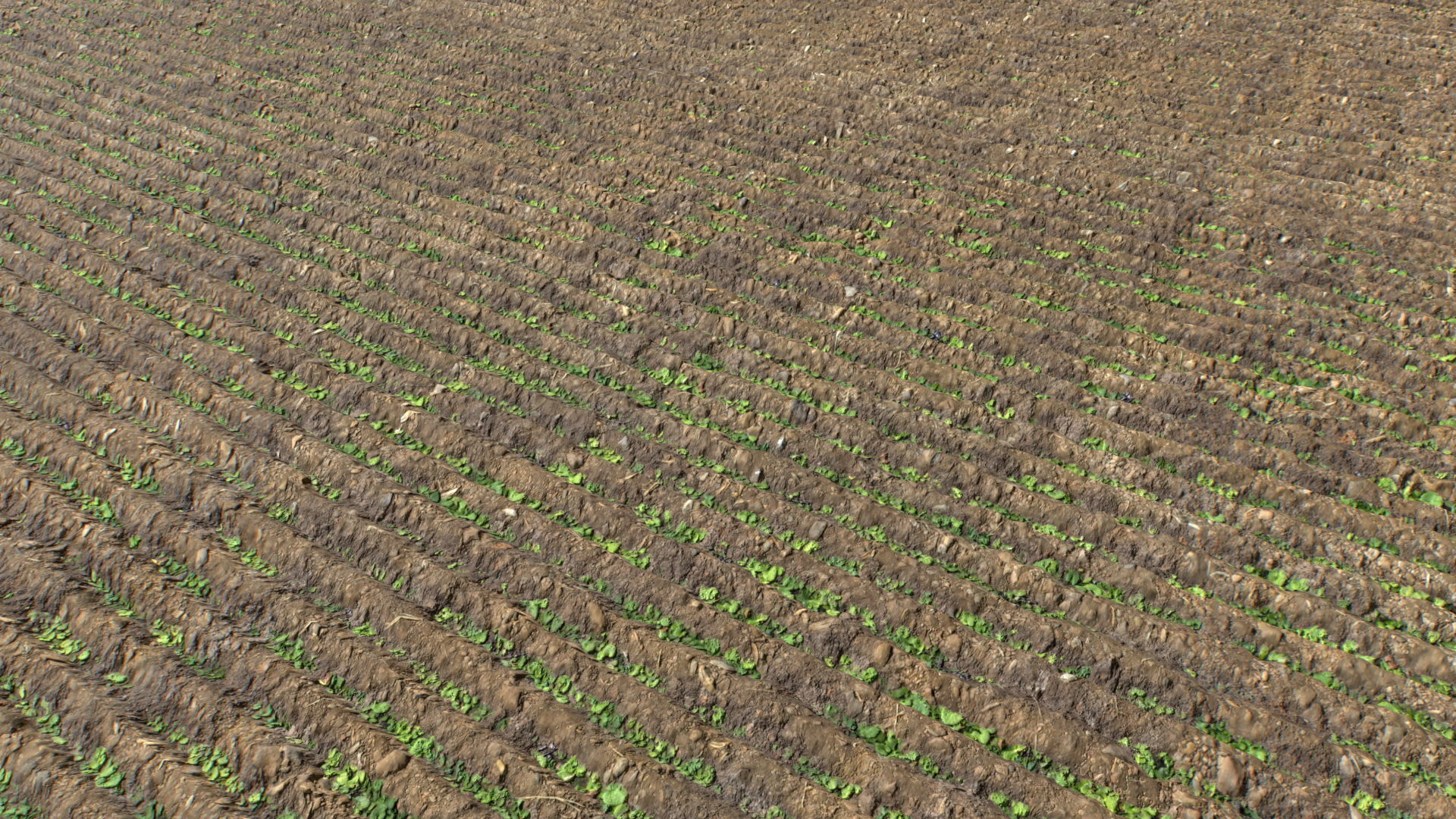 Farm Terrain Textures Pack 3 Texture_4
