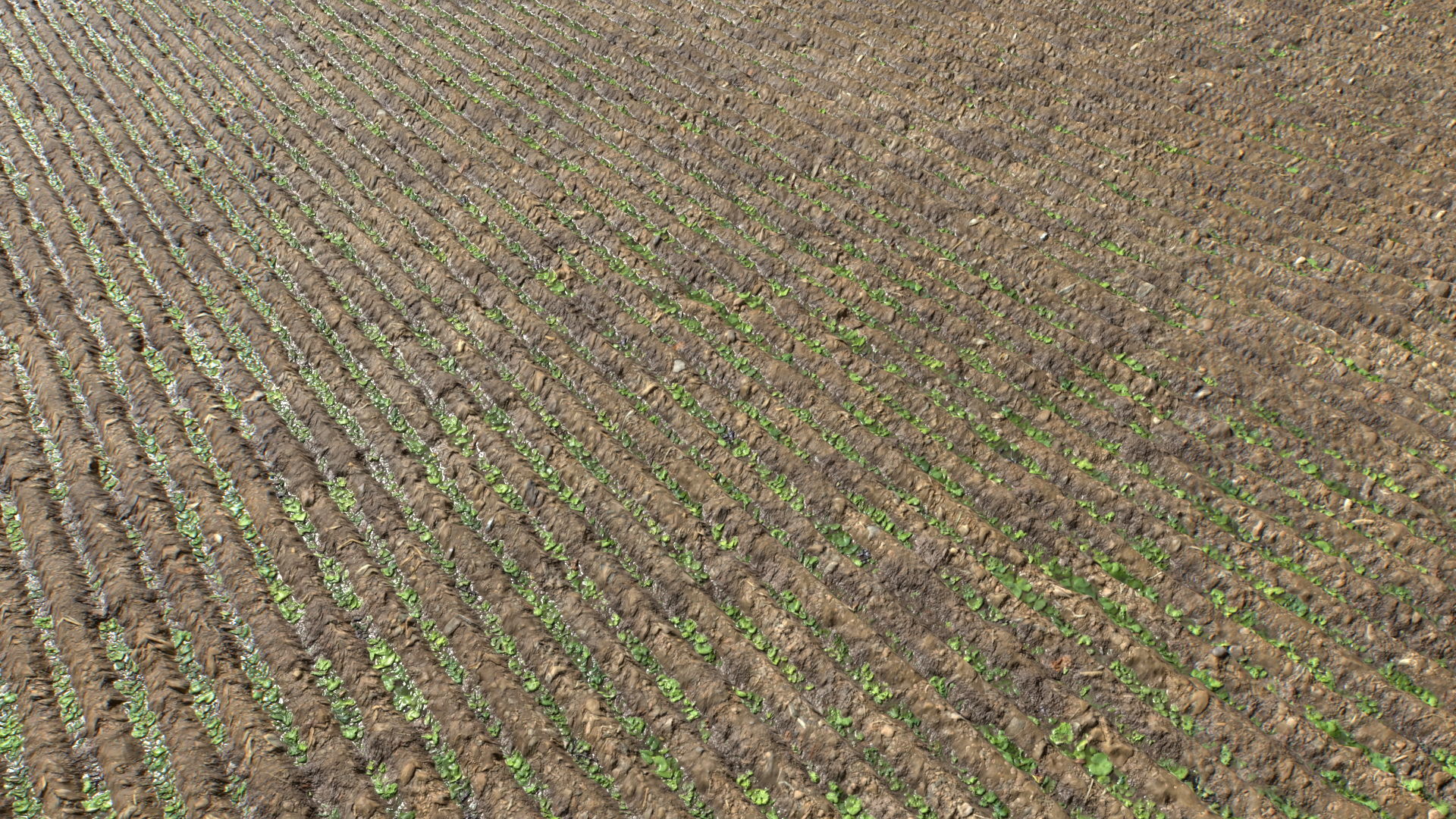 Farm Terrain Textures Pack 3 Texture_2
