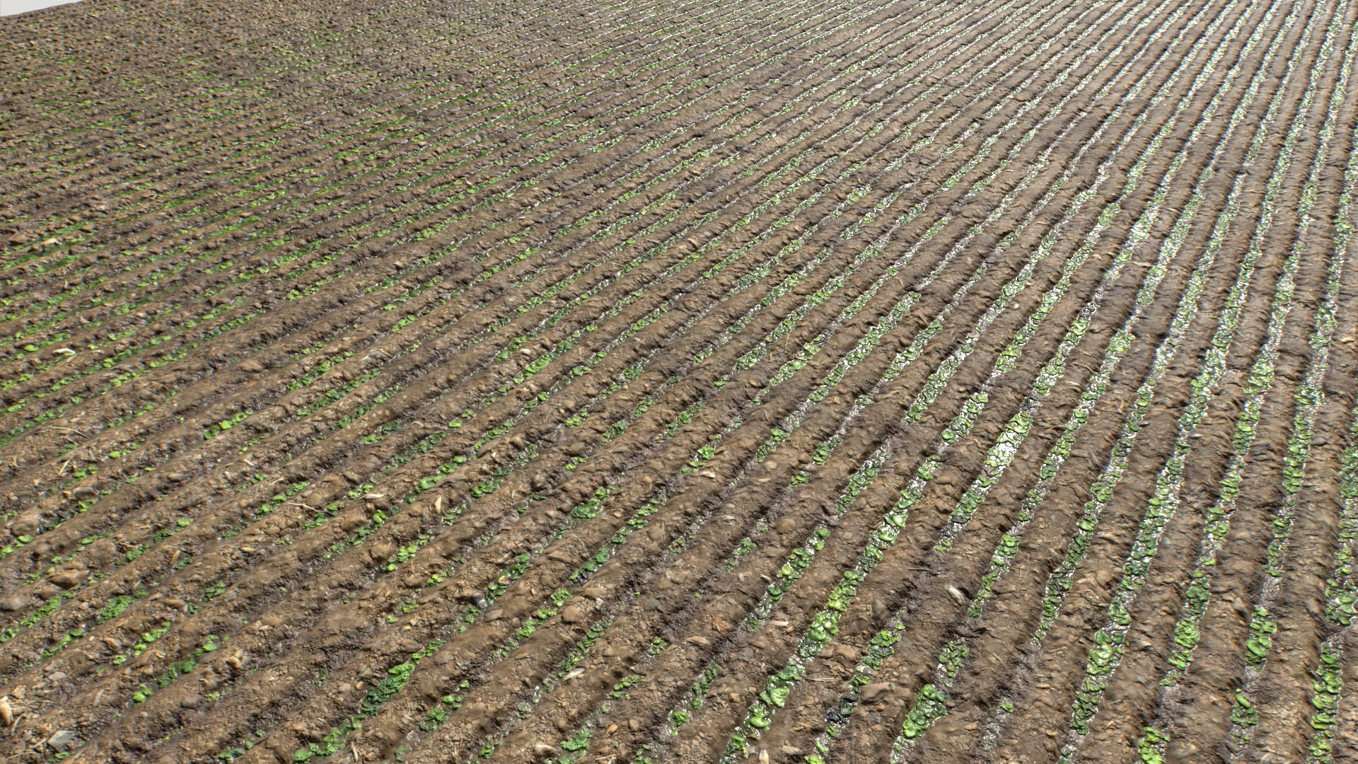 Farm Terrain Textures Pack 3 Texture_15