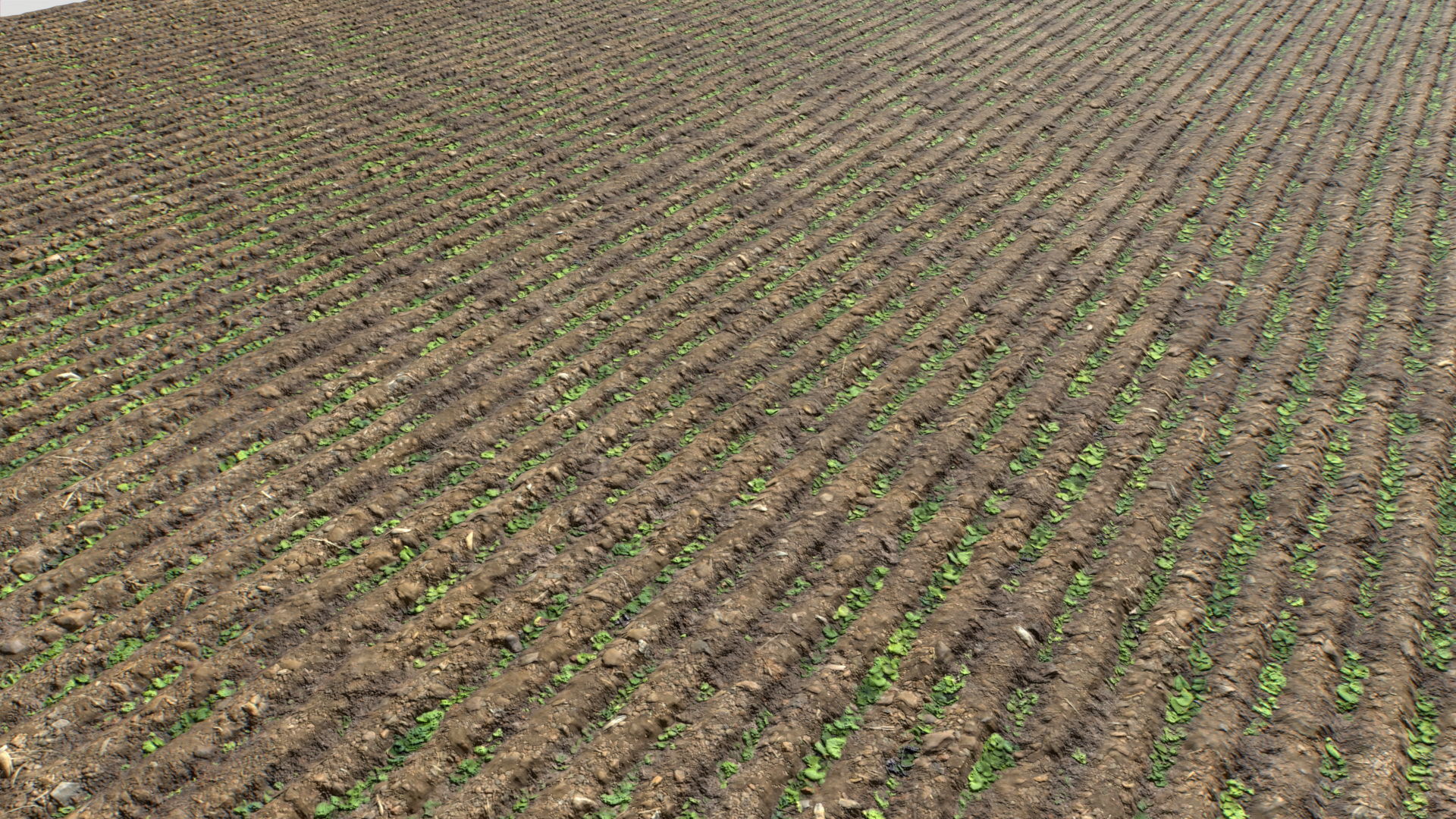 Farm Terrain Textures Pack 3 Texture_14