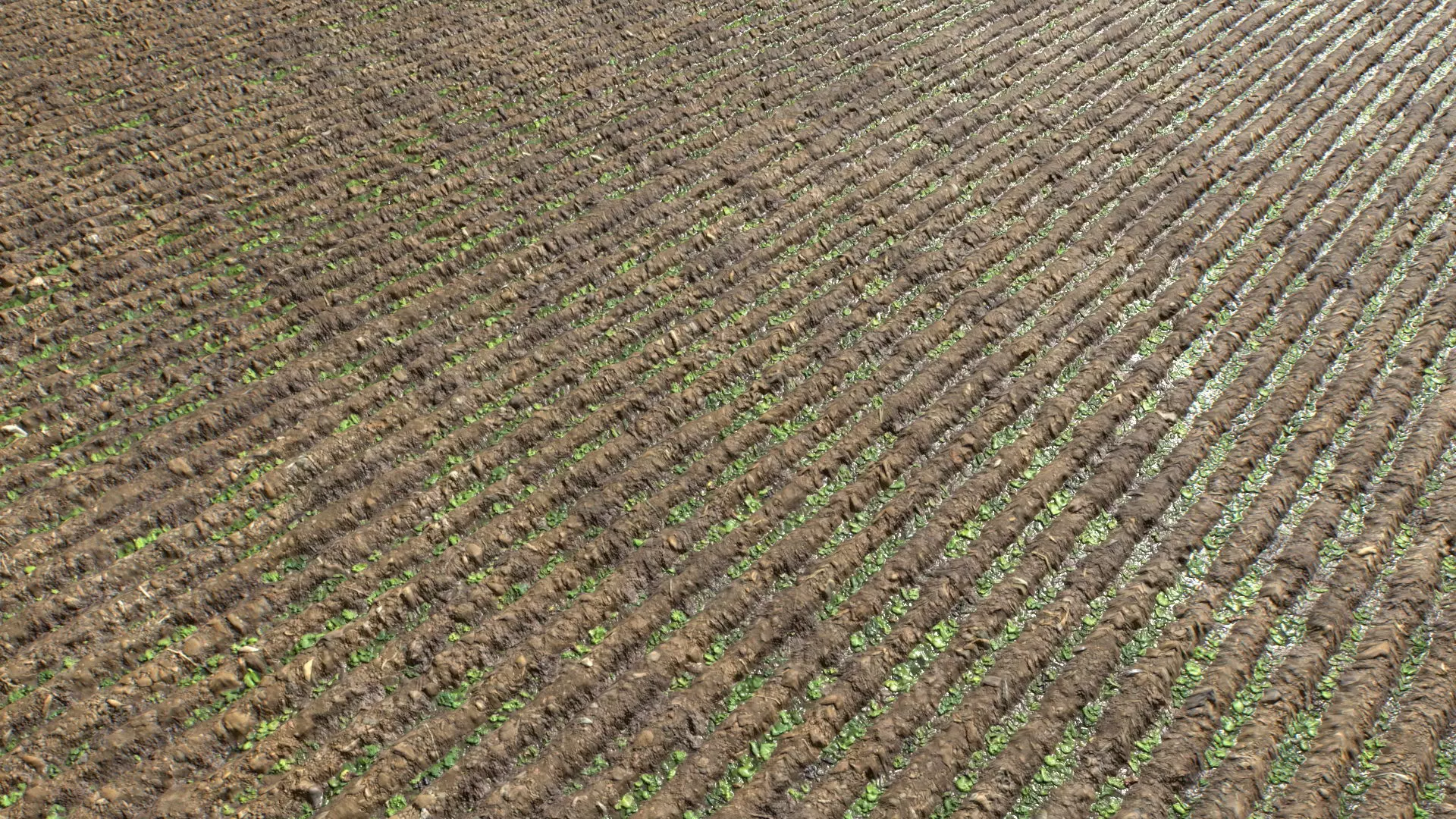 Farm Terrain Textures Pack 3 Texture_0