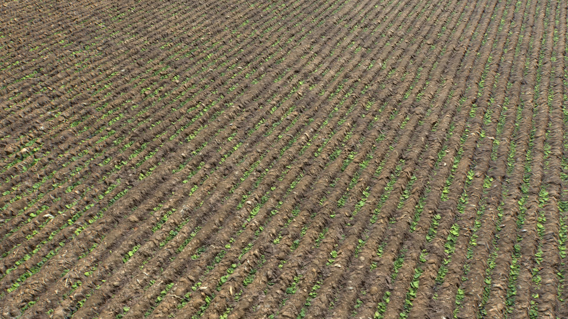 Farm Terrain Textures Pack 3 Texture_3