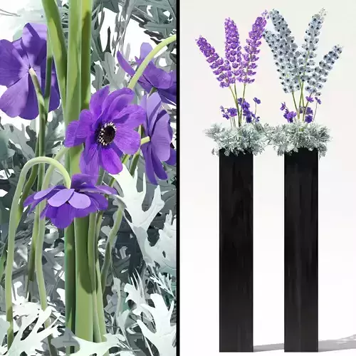 Flowerbeds with lavenders and alliums and Dusty Miller plant