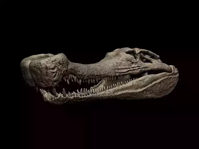 Sarcosuchus Skull