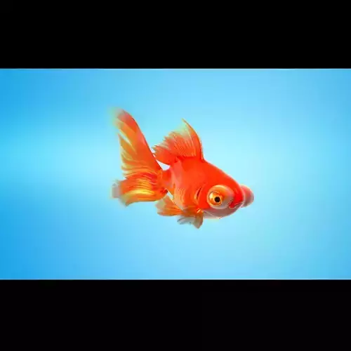 Goldfish Full RIGGED ANIMATED  3D model