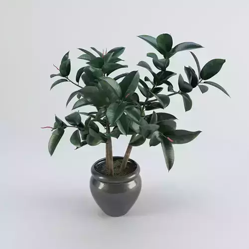 Pipal plant in a pot 3D model