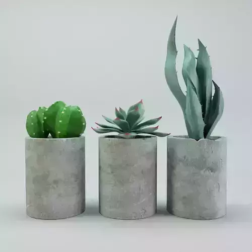 Cactus potted plants