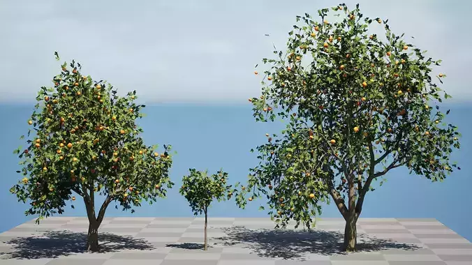 Grapefruit Tree 3D Model Low-poly 3D model