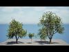 Grapefruit Tree 3D Model Low-poly 3D model_1