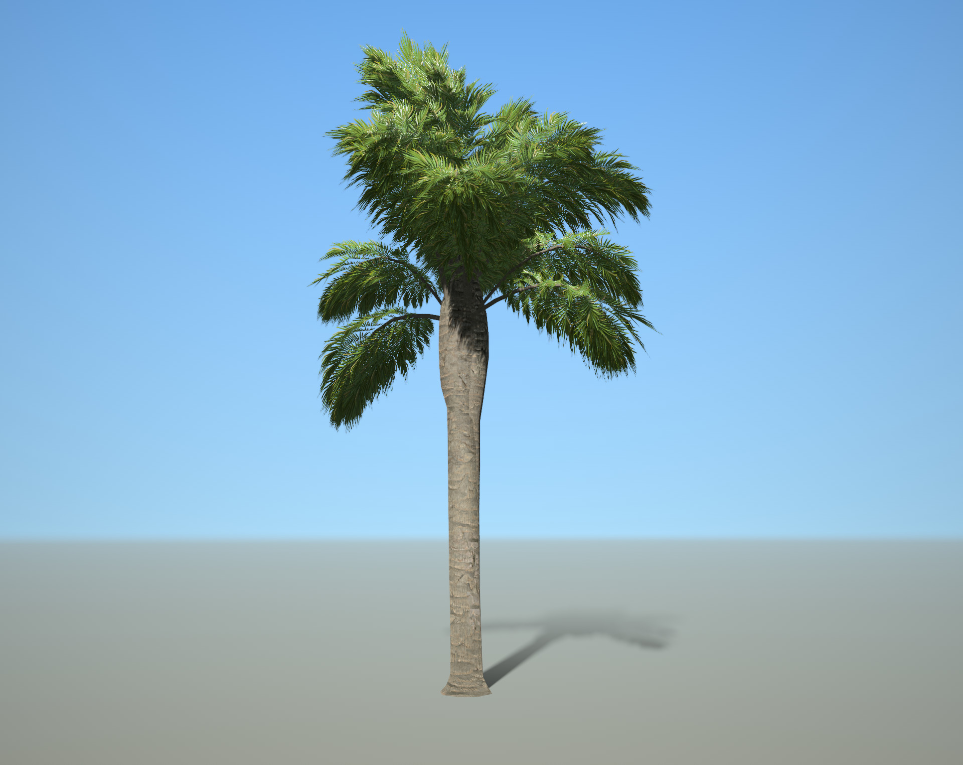 Palm Tree 3D model_4