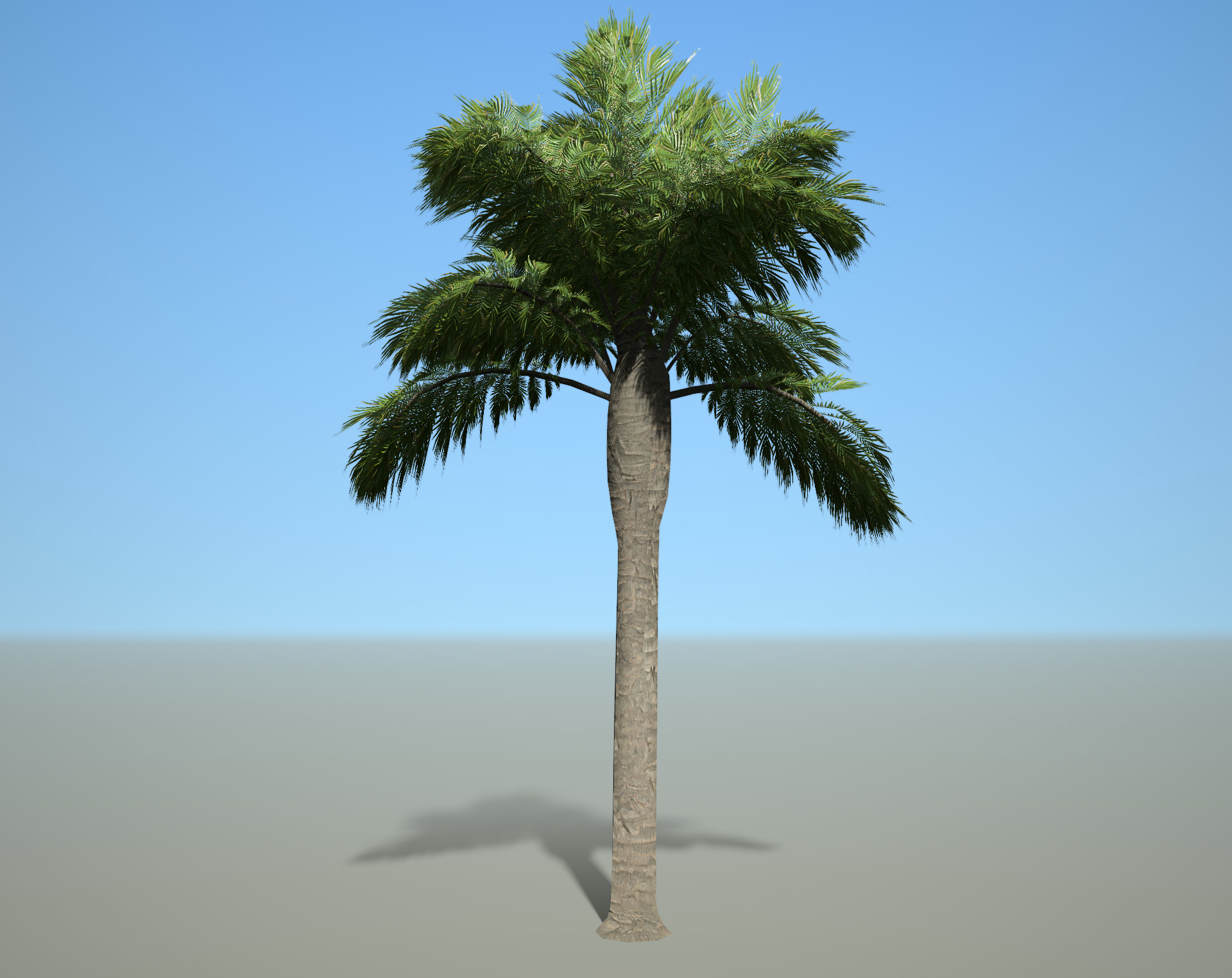 Palm Tree 3D model_3