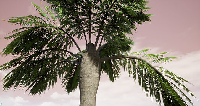 Palm Tree 3D model