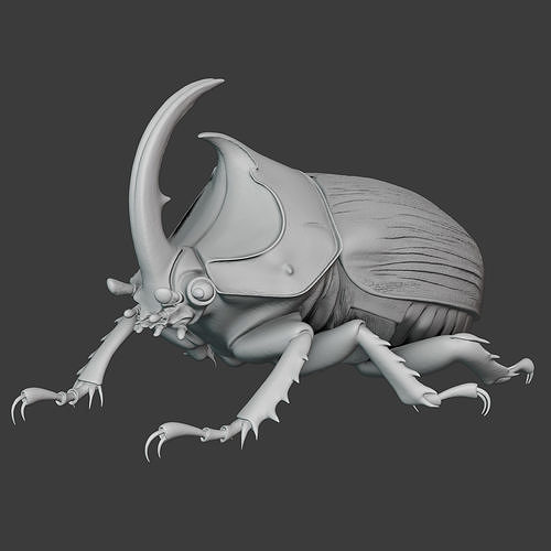 Rhinoceros Beetle - Horn Beetle 3D print model