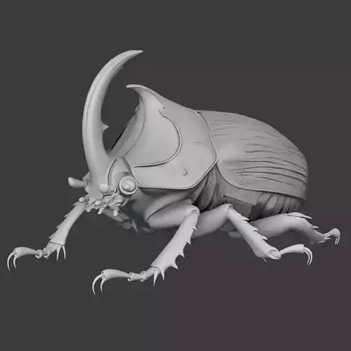Rhinoceros Beetle - Horn Beetle