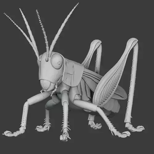 Grasshopper Insect 3D print model