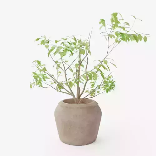 Bursera Bipinnata Plant Pot